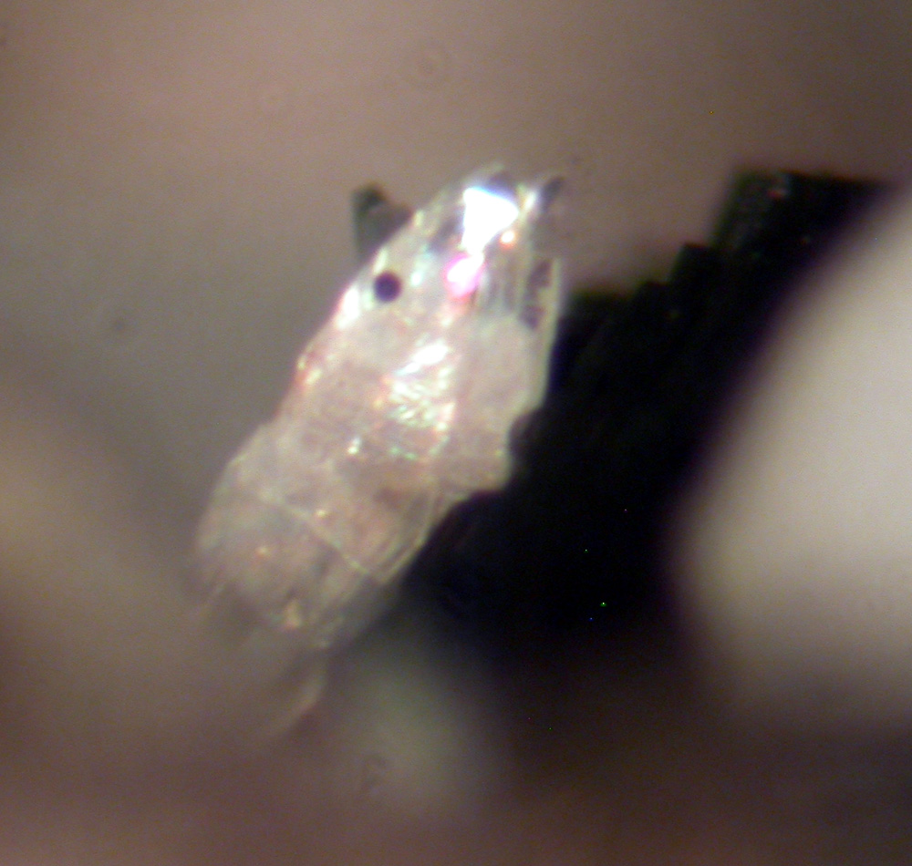 Kainosite-(Y) & Hingganite-(Y)