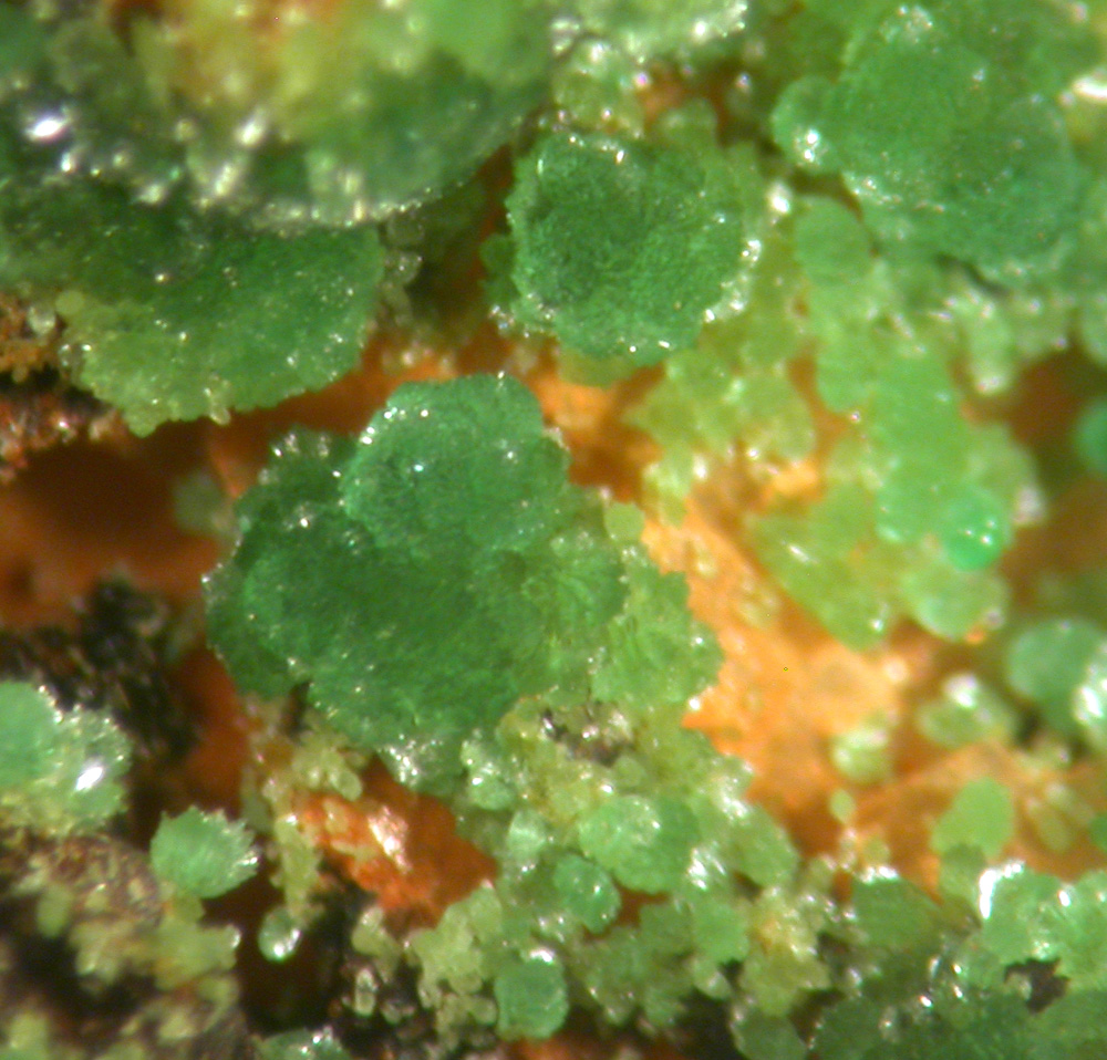 Agardite Conichalcite & Zincolivenite