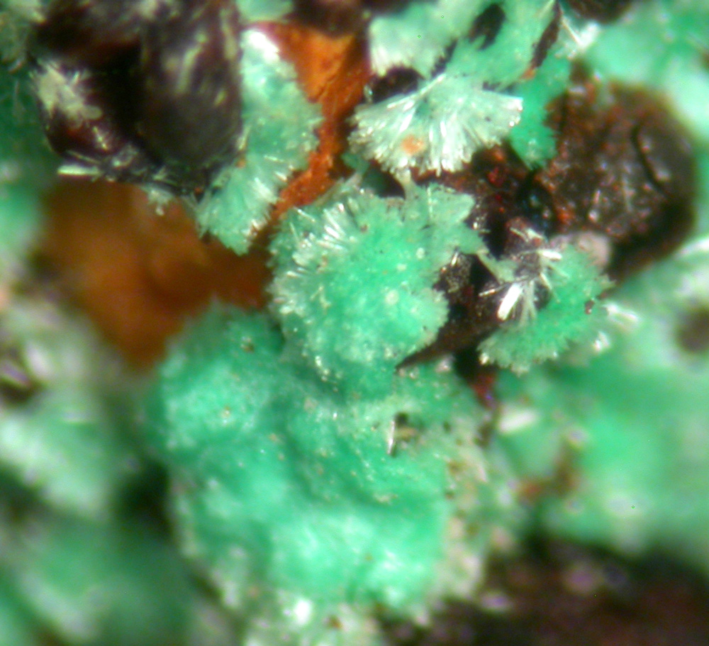 Agardite Conichalcite & Zincolivenite