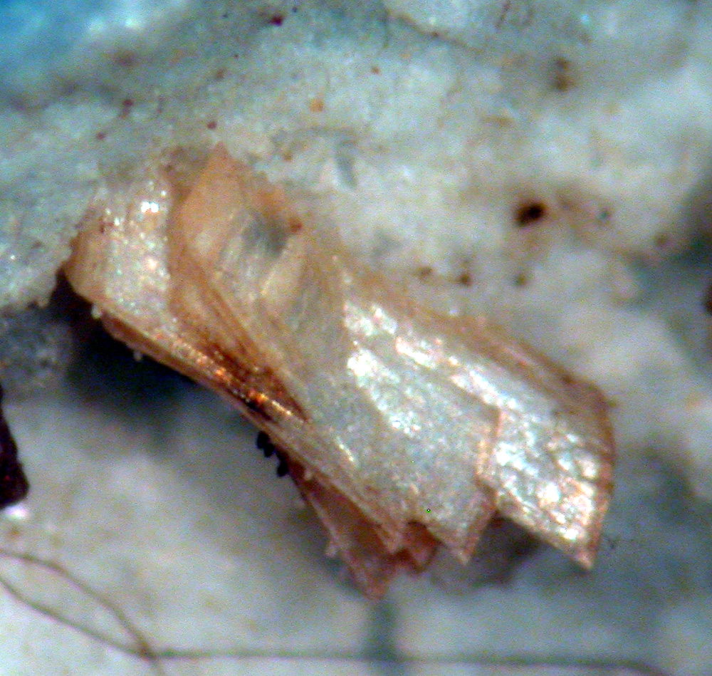 Gordonite & Jahnsite