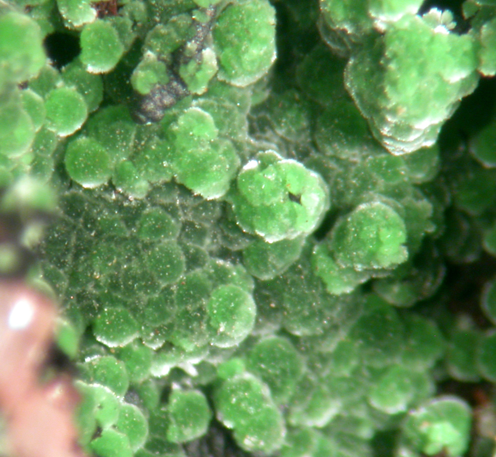 Conichalcite & Dolomite