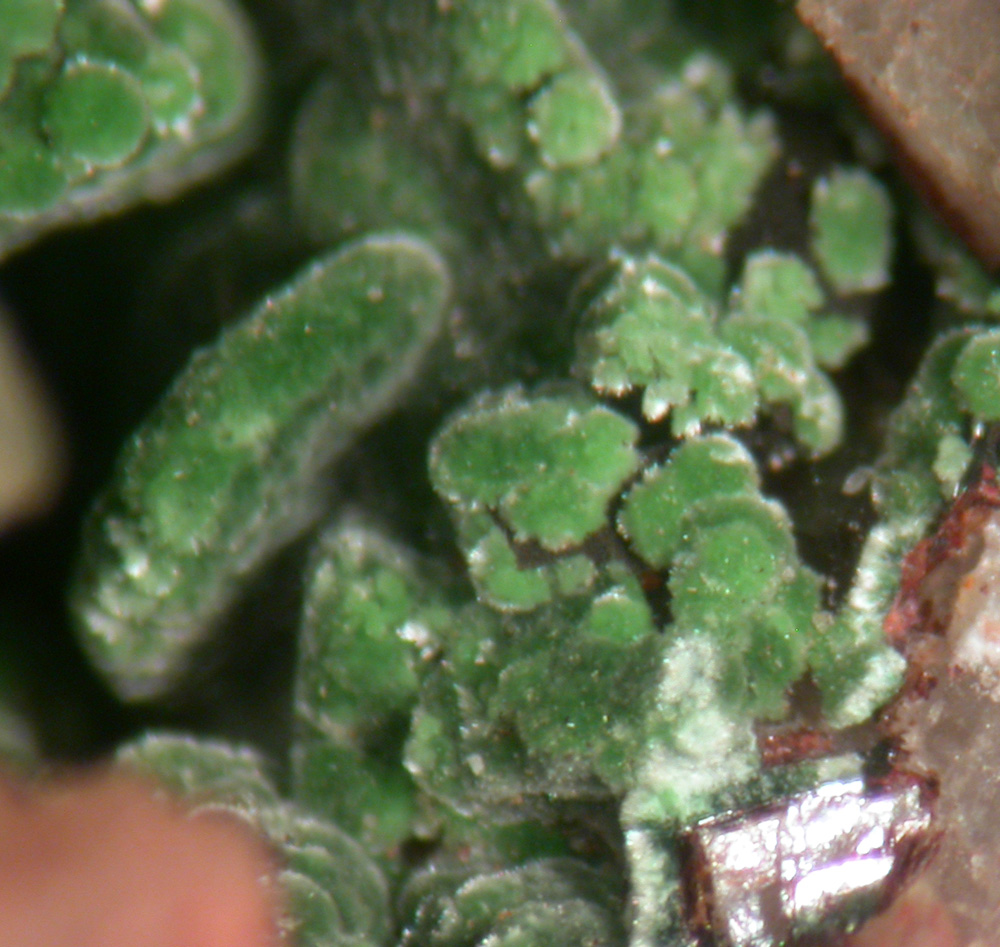 Conichalcite & Dolomite