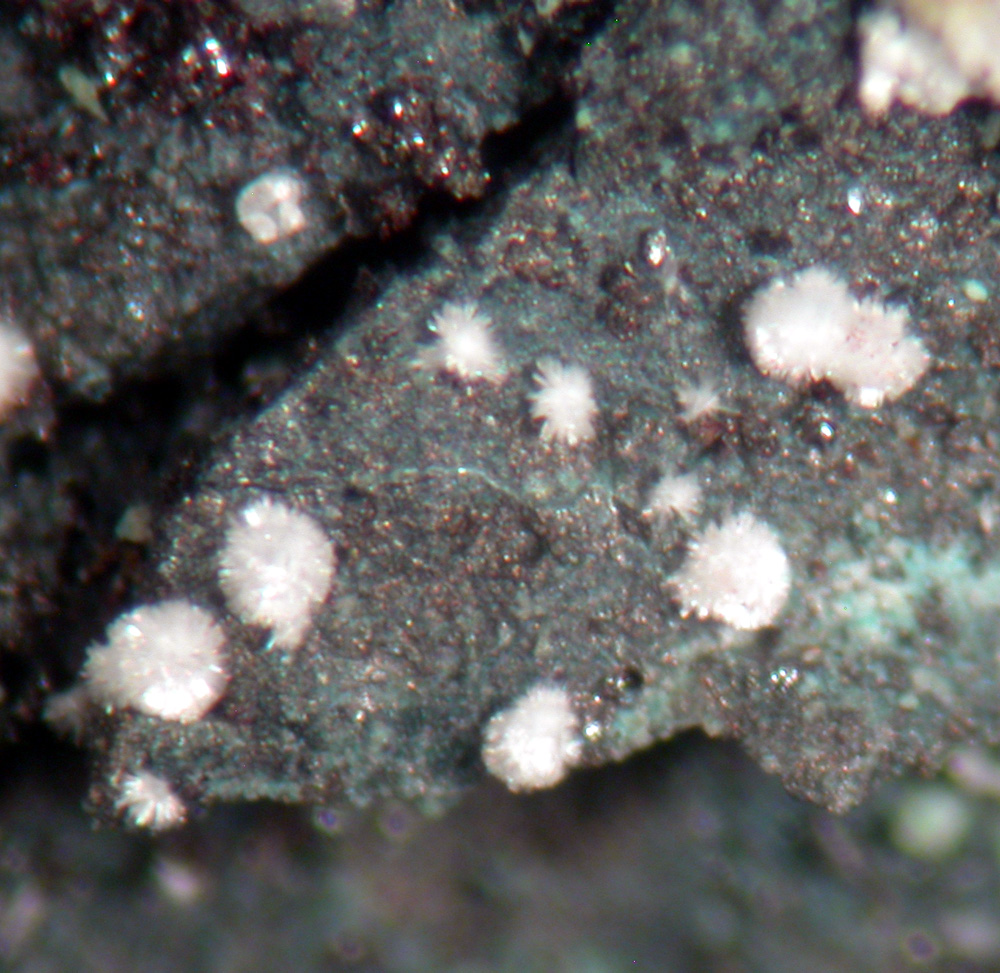 Schaurteite & Silver