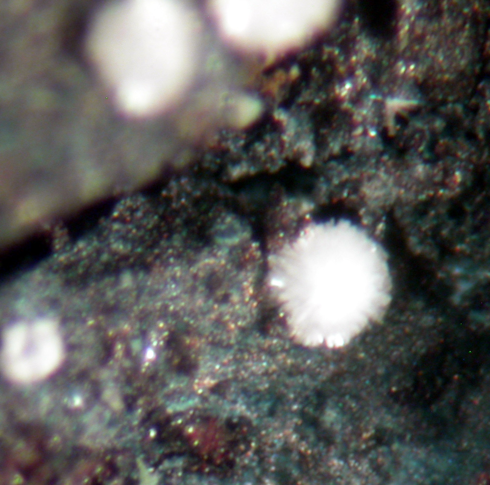 Schaurteite & Silver