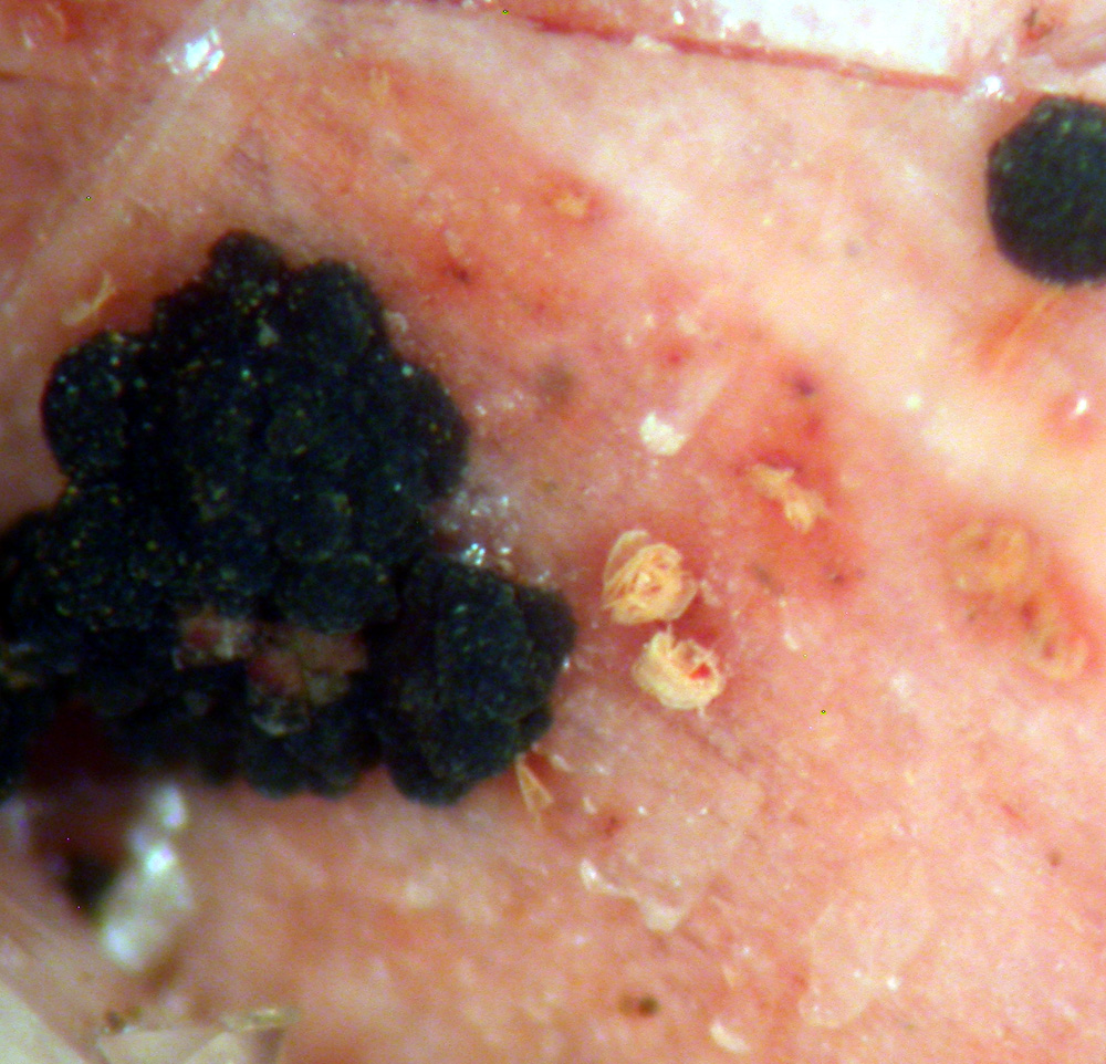 Calcite Synchysite-(Ce) & Orthoclase