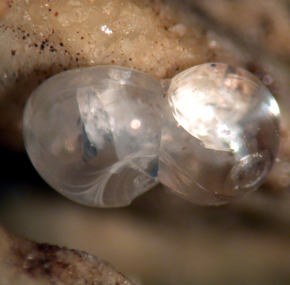 Volkonskoite Calcite & Melanophlogite