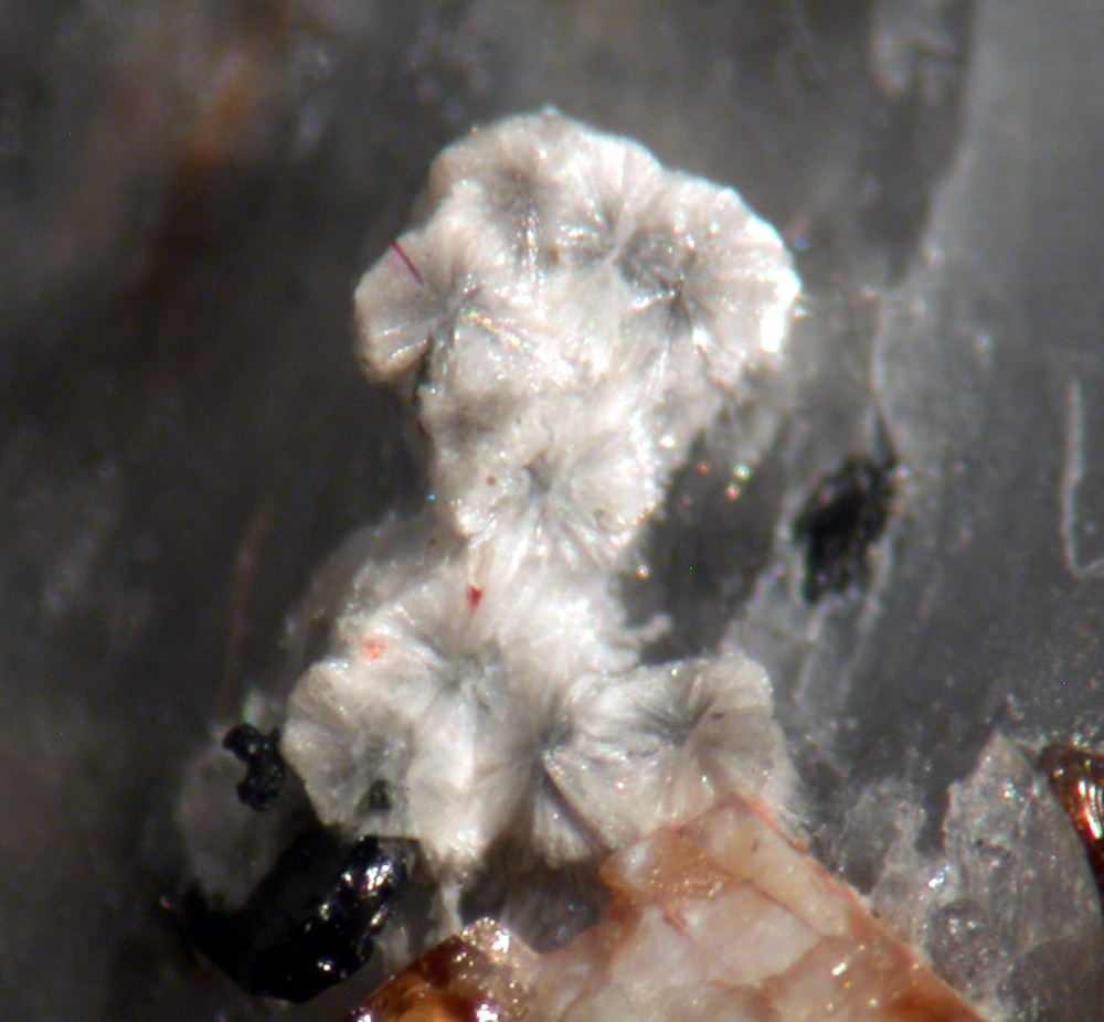 Barylite Aegirine & Amphibole