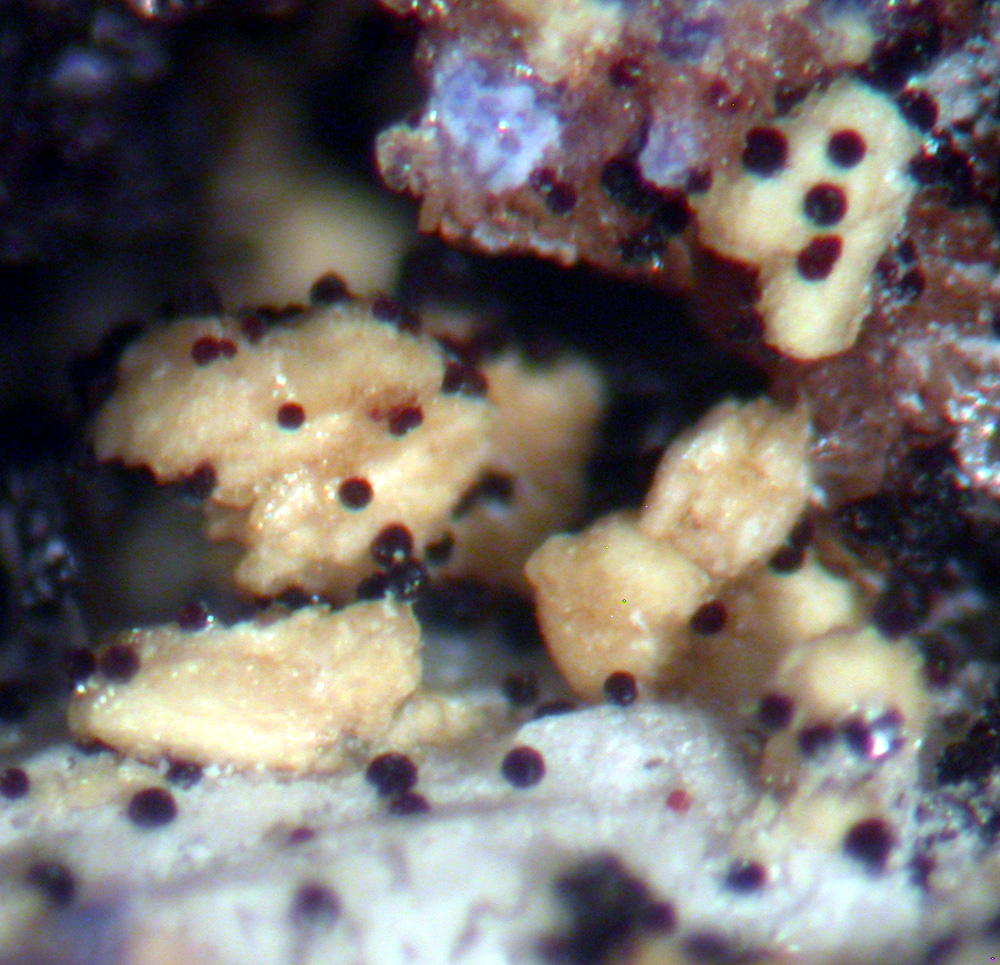 Hureaulite Phosphosiderite Jahnsite & Stewartite