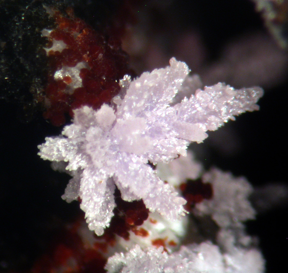 Strengite Cacoxenite Variscite & Beraunite