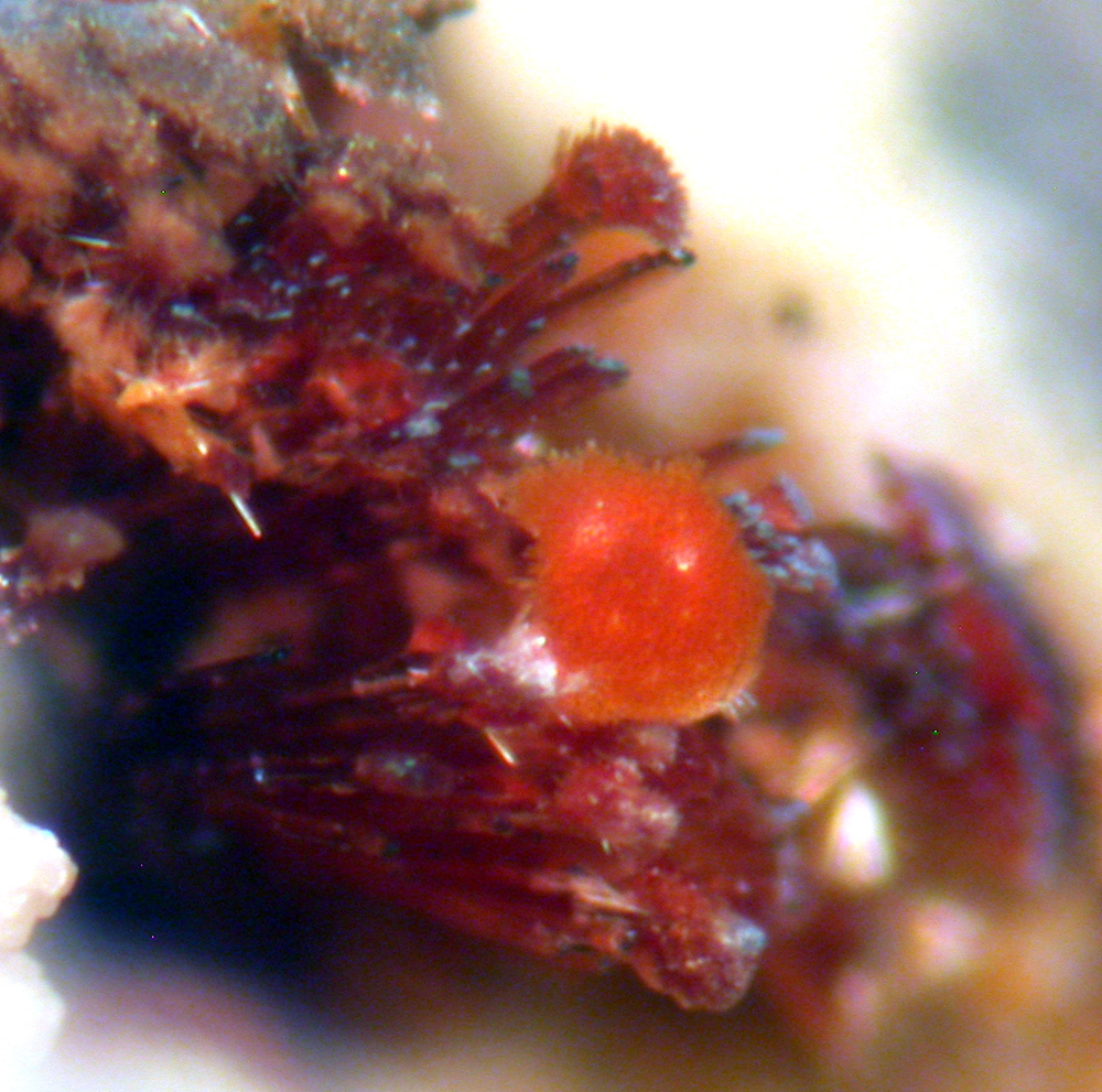 Strengite Cacoxenite Variscite & Beraunite