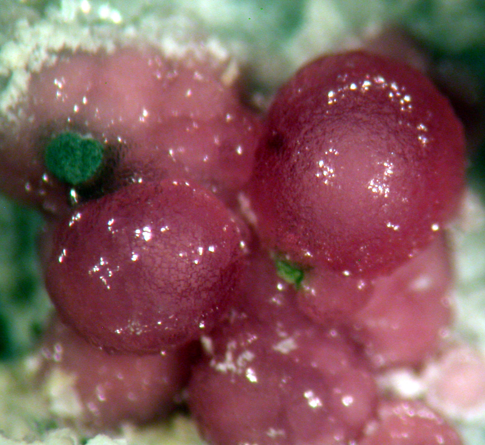 Variscite & Leucophosphite