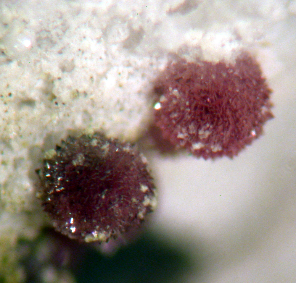 Variscite & Leucophosphite