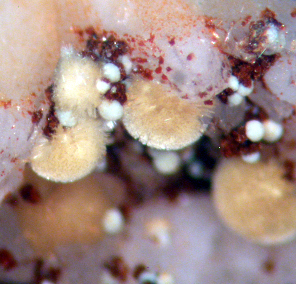 Meurigite-K & Lipscombite