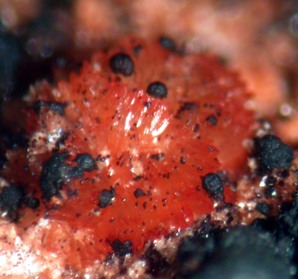 Tiptopite Montgomeryite Robertsite Englishite & Roscherite