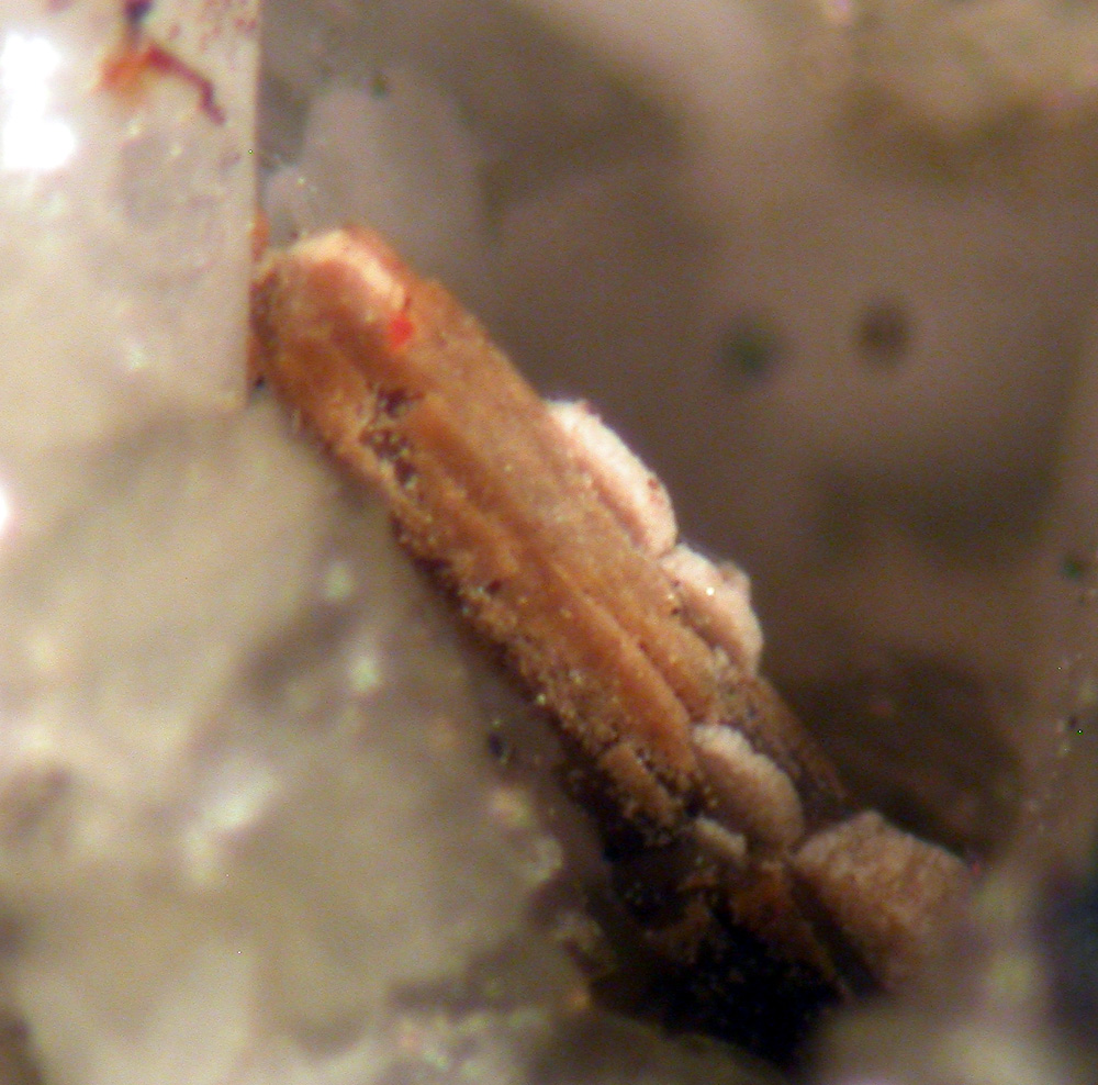 Euxenite-(Y) Thorite & Fluorite