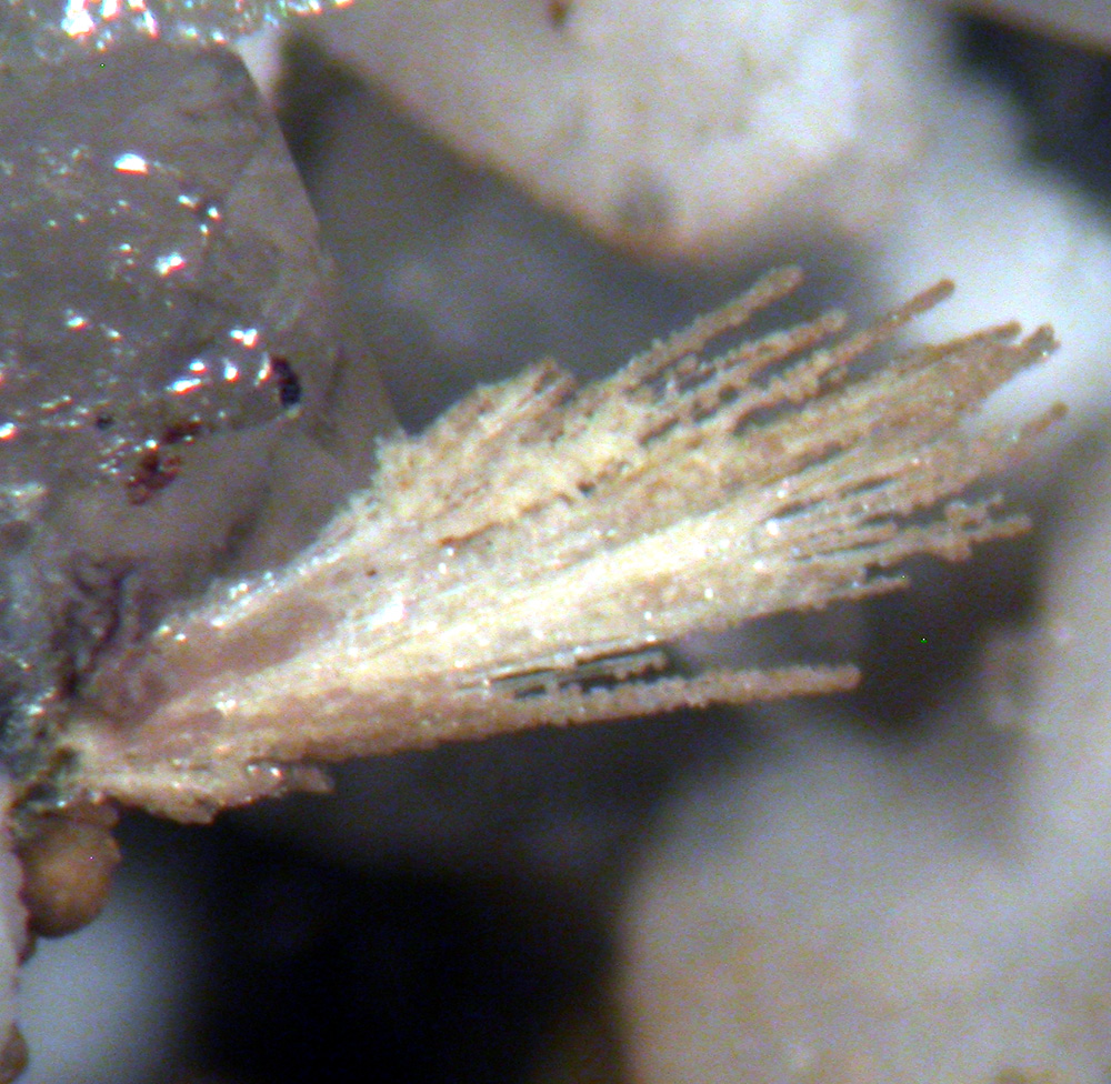 Jervisite & Thortveitite