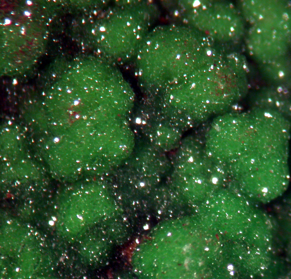 Conichalcite & Calcite