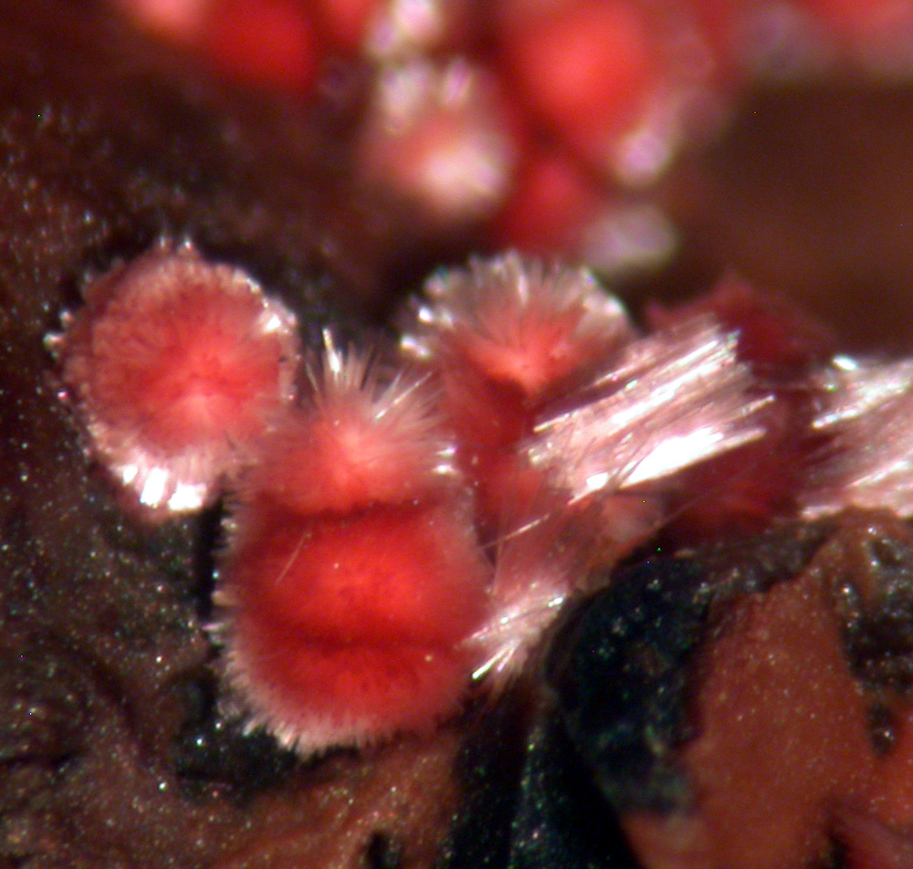 Erythrite