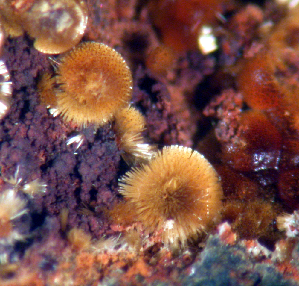 Cacoxenite & Strengite