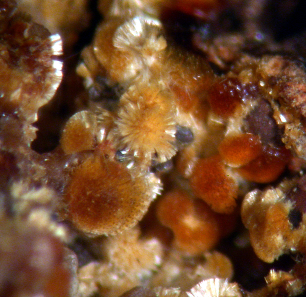 Cacoxenite & Strengite