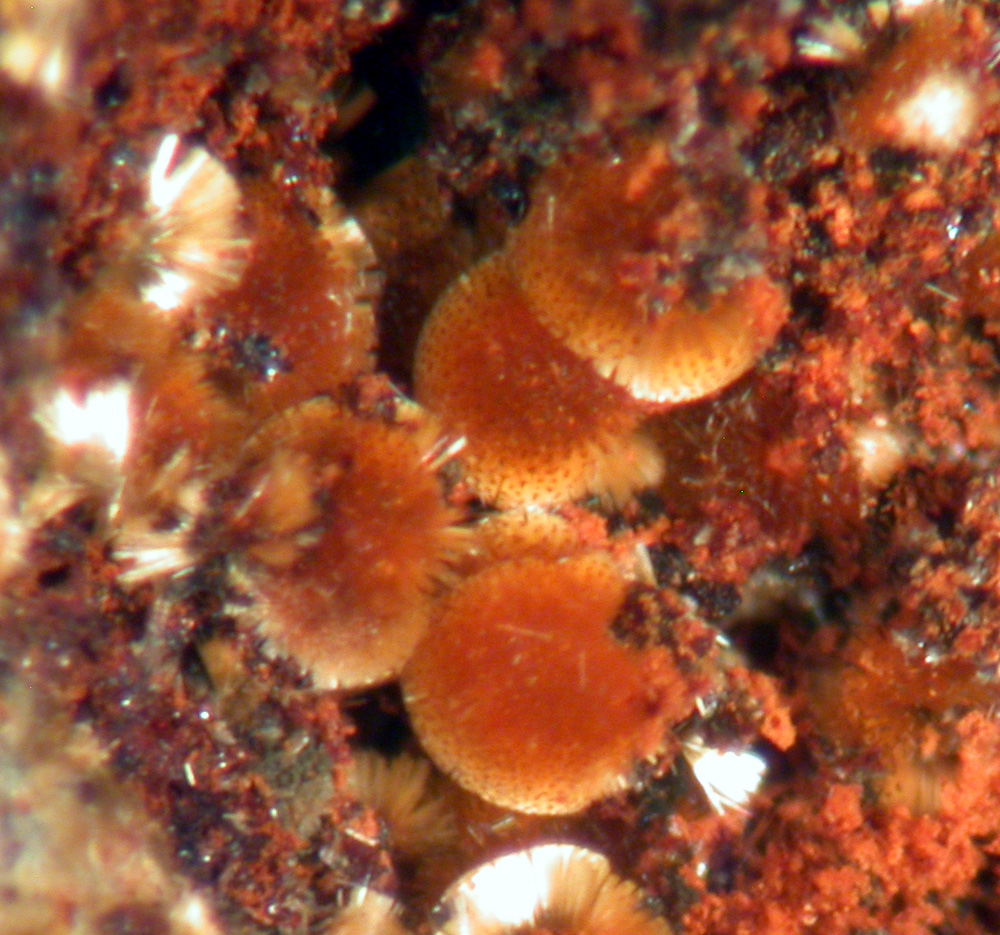 Cacoxenite & Strengite