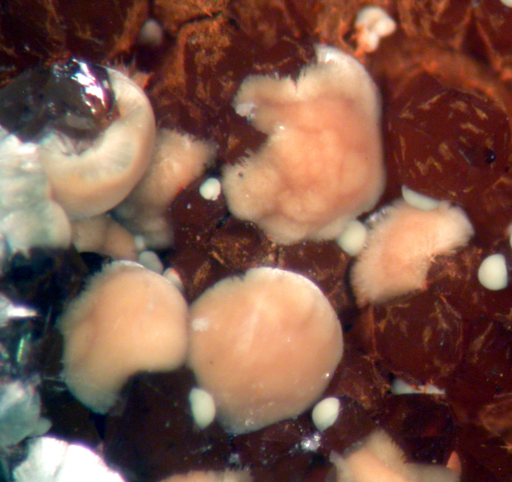 Meurigite-K & Lipscombite