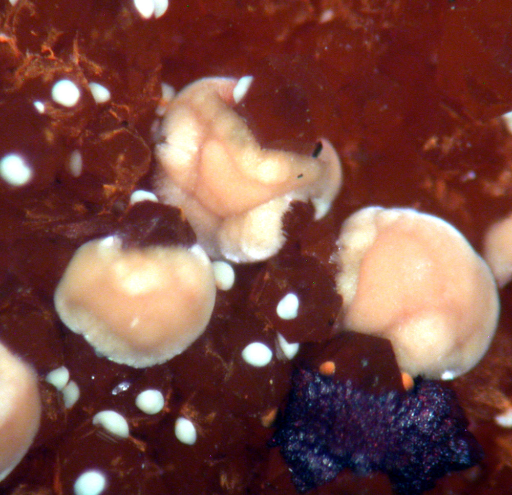 Meurigite-K & Lipscombite