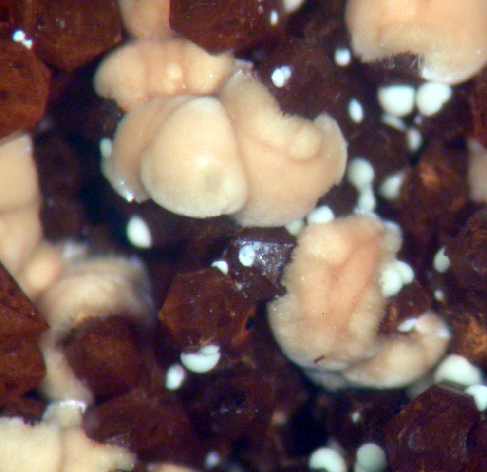 Meurigite-K & Lipscombite