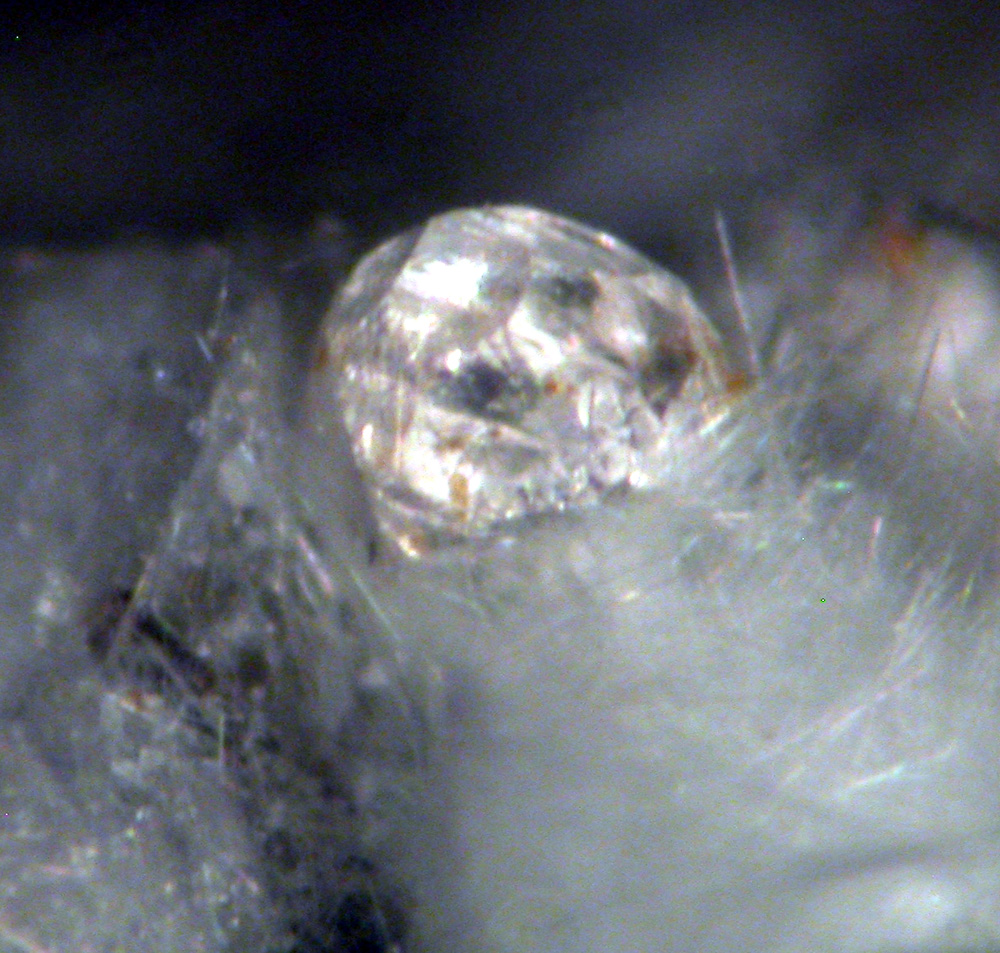 Vigezzite Fluorapatite & Roggianite