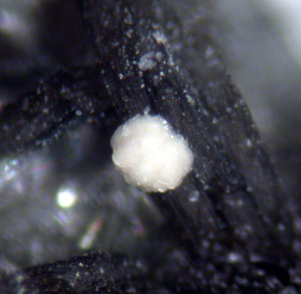 Kamphaugite-(Y) & Muscovite