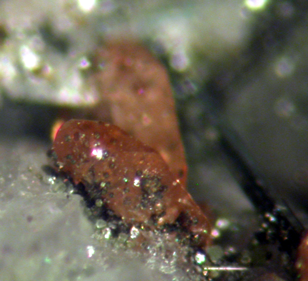 Monazite-(Ce) & Dravite