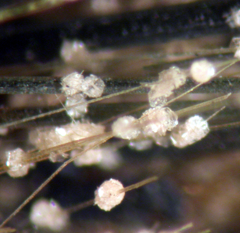 Natrolite Catapleiite & Aegirine