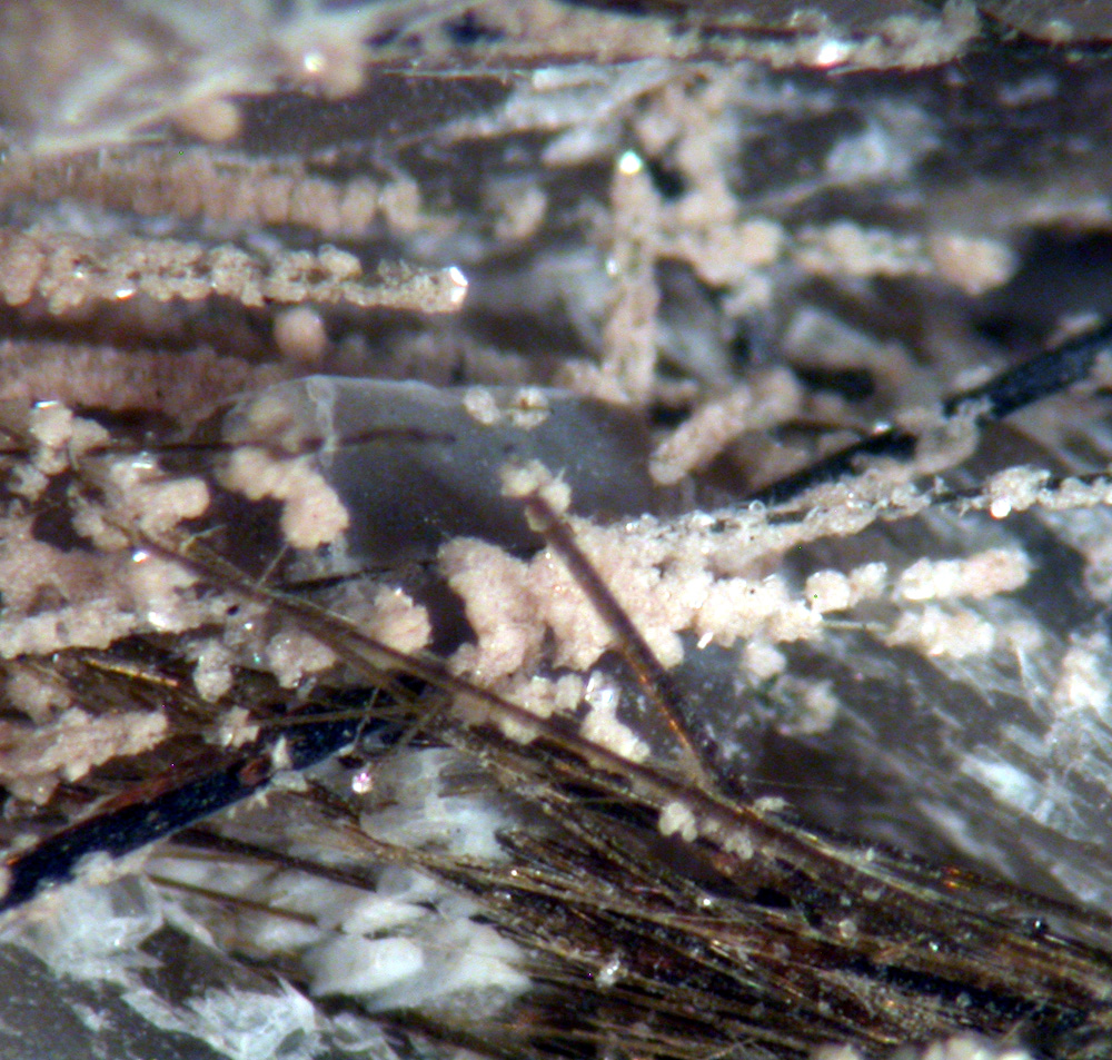 Natrolite Catapleiite & Aegirine