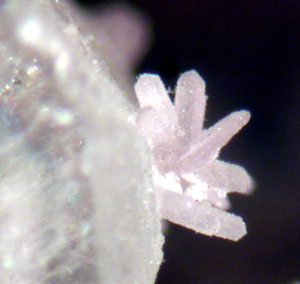 Calcioancylite-(Ce) Epididymite & Calcite