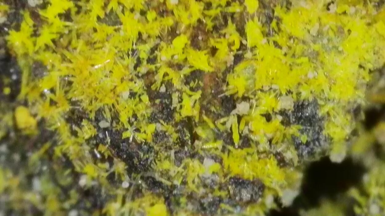 Uranophane & Carnotite