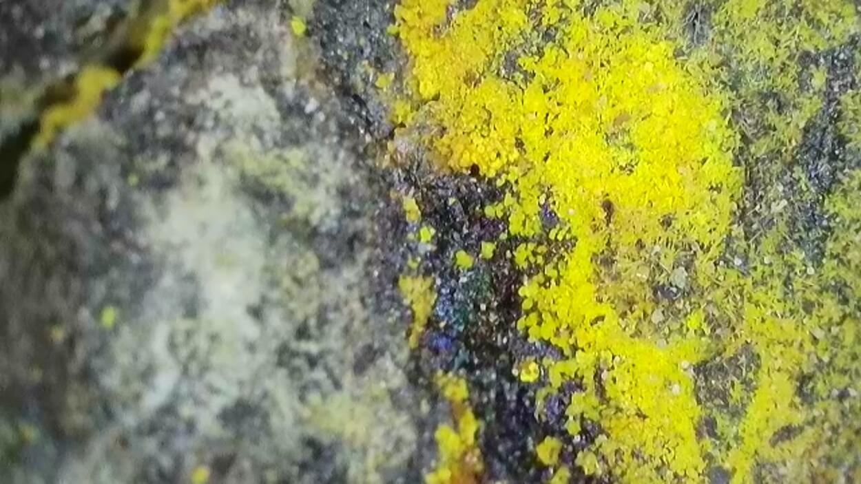 Uranophane & Carnotite