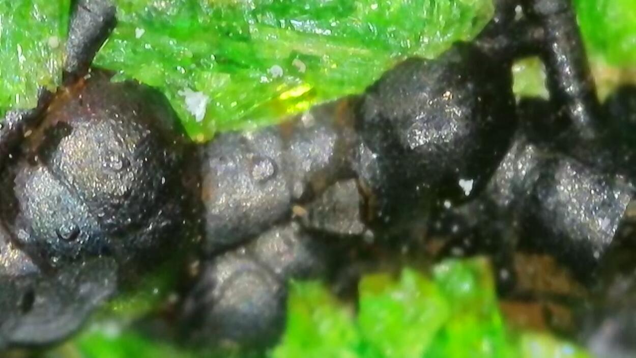 Uraninite & Cuprosklodowskite