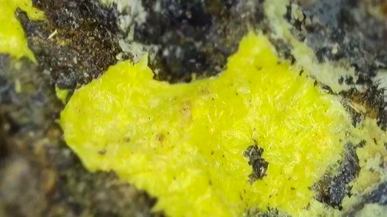 Uranopilite On Uraninite