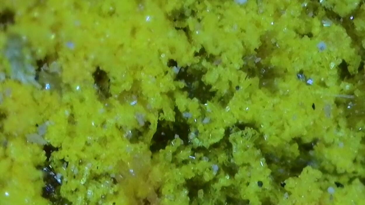 Natrozippeite With Uraninite & Pyrite