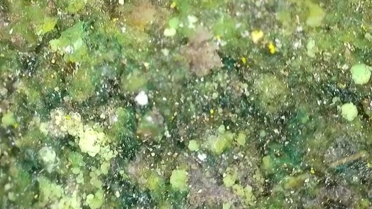 Natrozippeite With Andersonite & Johannite