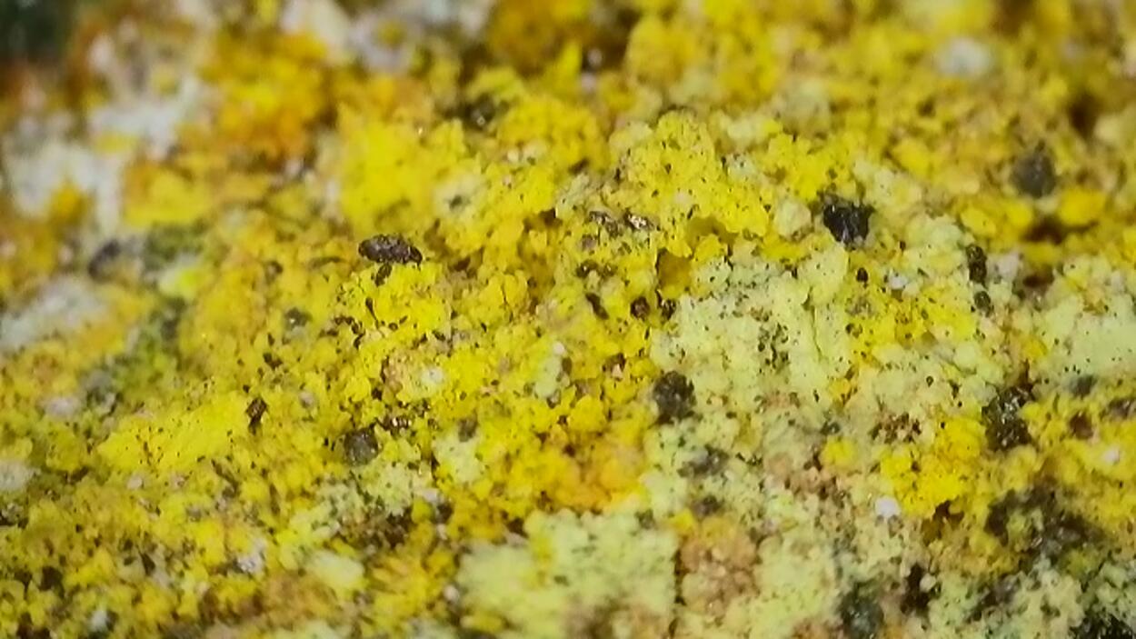 Natrozippeite With Andersonite & Johannite