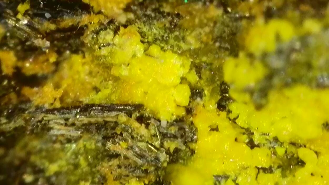 Natrozippeite & Natrojarosite On Uraninite Psm Wood