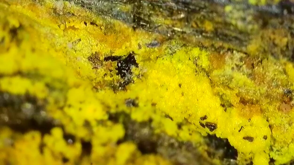 Natrozippeite & Natrojarosite On Uraninite Psm Wood