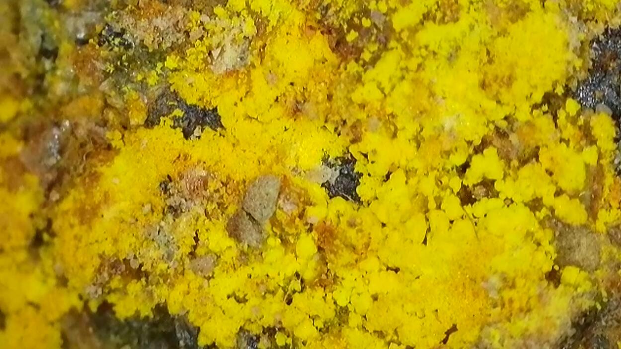 Zippeite On Uraninite