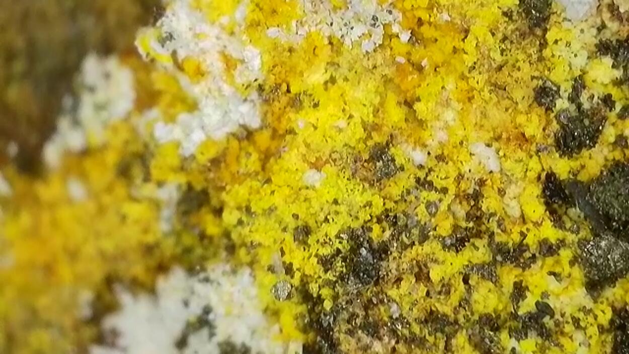 Zippeite With Andersonite On Uraninite & Pyrite