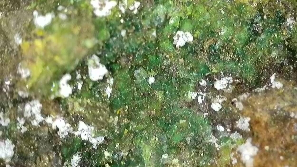 Zippeite With Andersonite On Uraninite & Pyrite