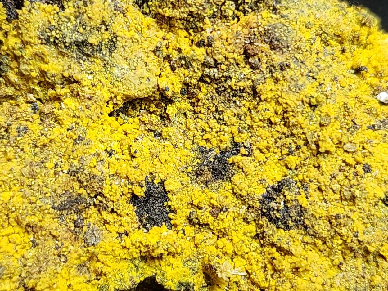 Carnotite On Uraninite