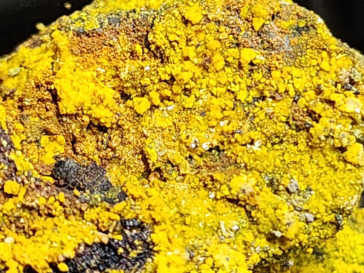 Carnotite On Uraninite