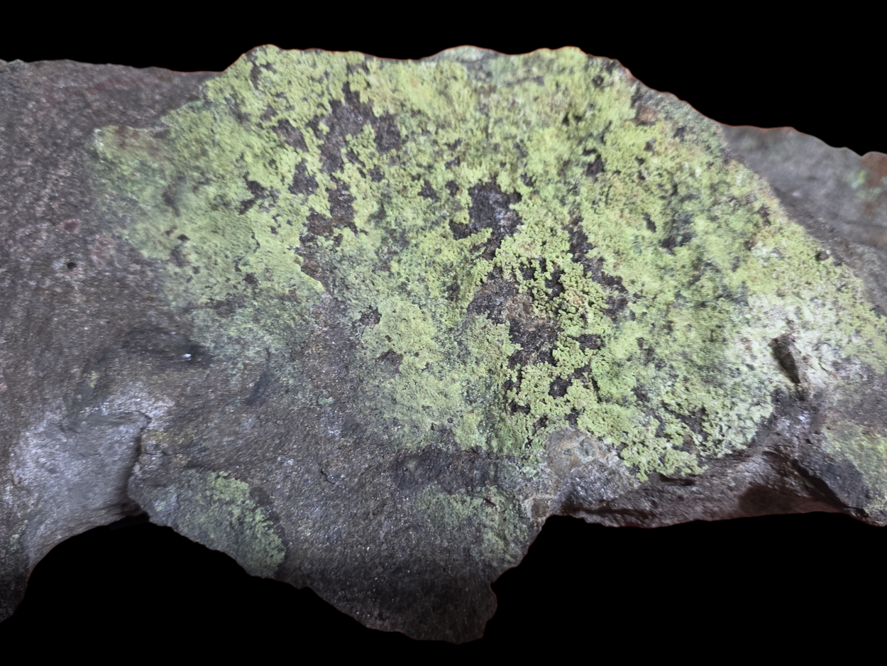 Andersonite On Uraninite In Sandstone With Pyrite