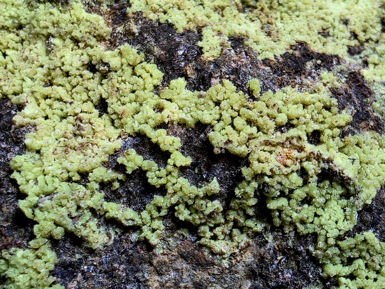 Andersonite On Uraninite In Sandstone With Pyrite